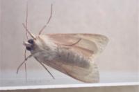 Mythimna pallens