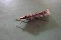 Ancylolomia tentaculella