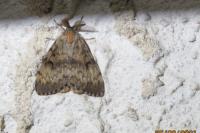 Lymantria dispar