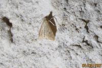 Udea ferrugalis