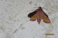 Deilephila porcellus