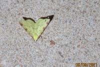 Opisthograptis luteolata