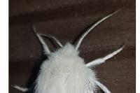 Spilosoma urticae