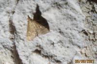 Dolicharthria punctalis