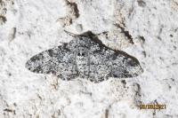Biston betularia