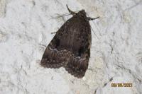 Amphipyra pyramidea/Amphipyra berbera