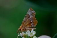 Selenia tetralunaria