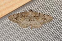 Alcis repandata