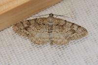 Alcis repandata