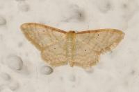 Idaea humiliata