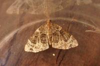Ecliptopera silaceata