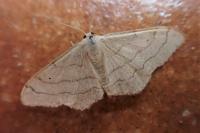 Idaea aversata