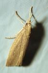 Chilo phragmitellus