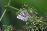 Epirrhoe alternata