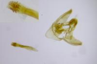 Phycitodes inquinatella