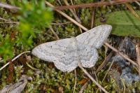Scopula incanata