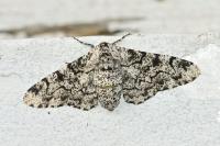 Biston betularia