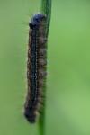 Malacosoma neustria
