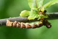Erannis defoliaria