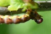 Erannis defoliaria