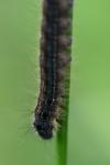 Malacosoma neustria