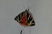 Euplagia quadripunctaria