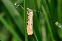 Agriphila inquinatella
