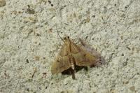 Endotricha flammealis