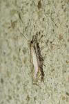 Crambus pascuella