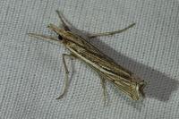 Ancylolomia tentaculella