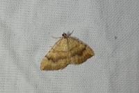 Camptogramma bilineata