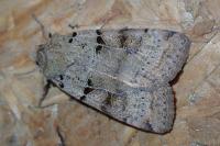 Eugnorisma depuncta