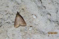 Udea ferrugalis