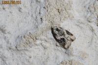 Pseudeustrotia candidula