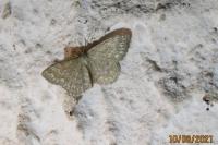 Scopula immorata