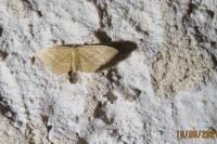 Idaea ochrata