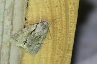 Acronicta psi/tridens