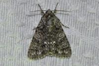 Acronicta rumicis
