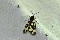 Arctia villica