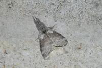 Calliteara pudibunda