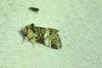 Drymonia dodonaea