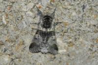 Furcula