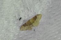 Idaea degeneraria