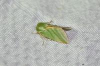 Pseudoips prasinanus