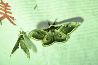 Saturnia pyri