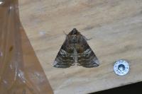 Tethea ocularis