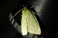 Pseudoips prasinanus