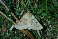 Crocallis elinguaria