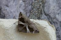 Dysgonia algira