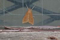 Udea ferrugalis